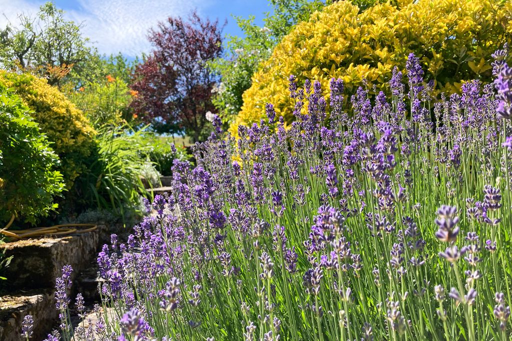 Manoir Altheas Dordogne Olivers Trave 8