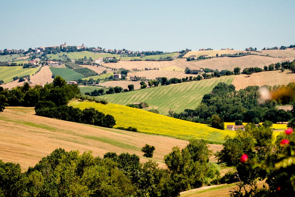 I Girasoli Marche Olivers Travel 6
