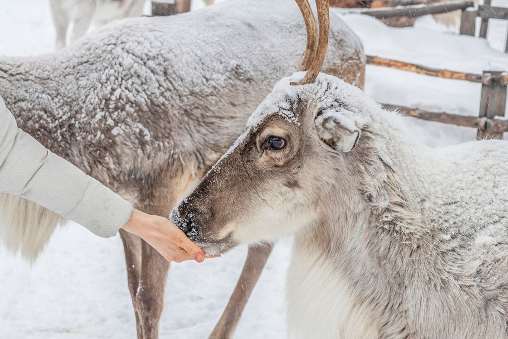 Reindeer Lodge AllInclusive Finland Olivers Travels 2