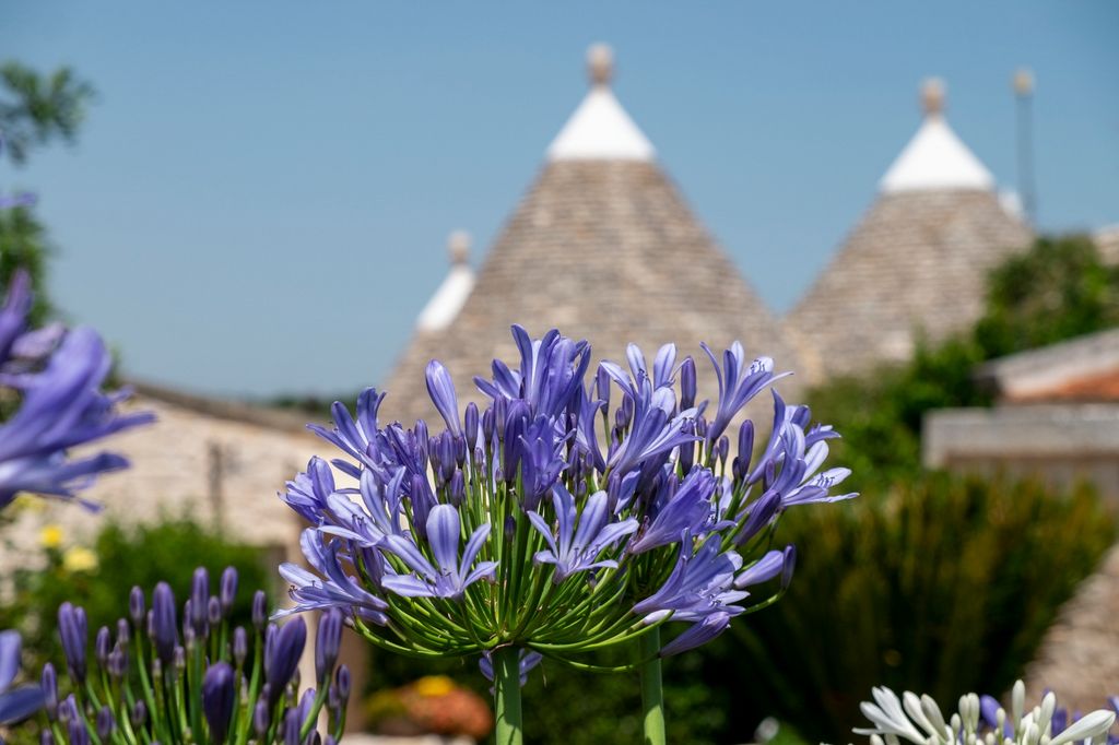 Trulli Fioritura Puglia Olivers Travels 5