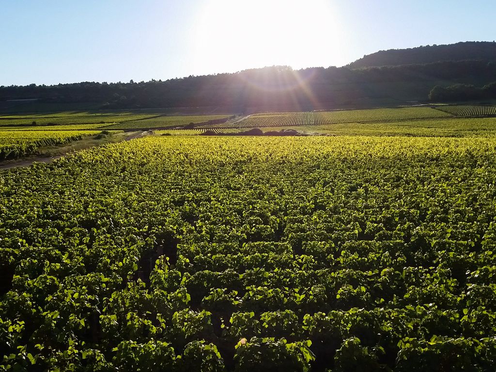 Maison Des Grands Crus Burgundy Olivers Travels 7