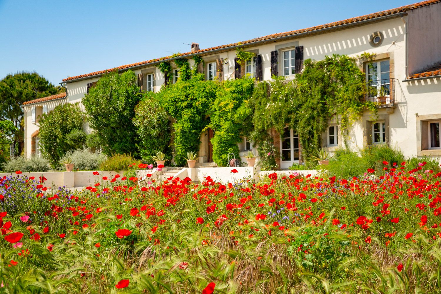 Domaine Des Pavots Estate