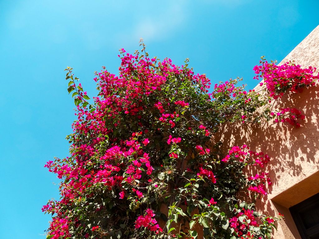 Villa Gourza Morocco Olivers Travls5