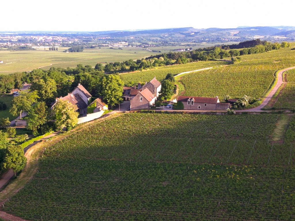 Les Vignobles d Or Olivers Travels Burgundy10