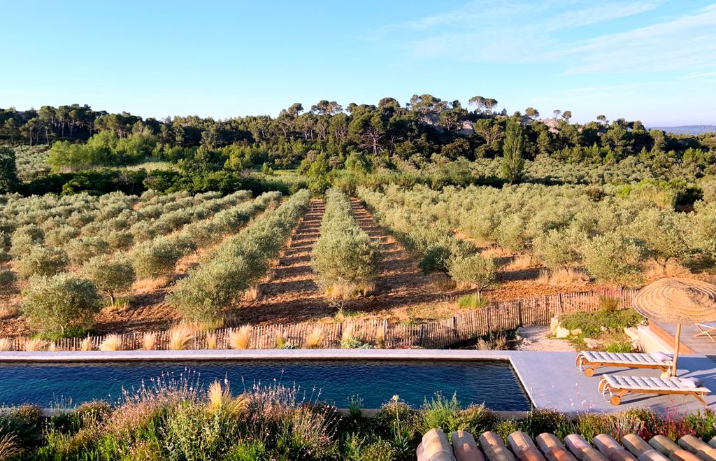 Le Champ Olives Provence Olivers Travels1
